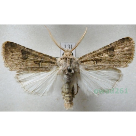 Agrotis bigramma (Esper, 1790) Czech13l